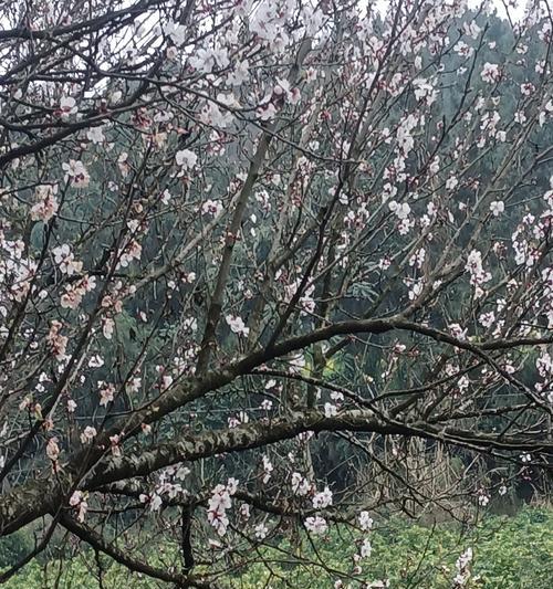 什么花代表着成全他人？了解花语背后的故事？
