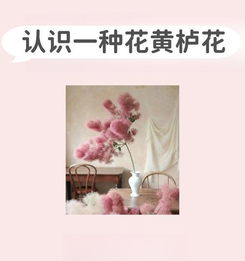 遇见真情花语是什么？花语背后的含义是什么？