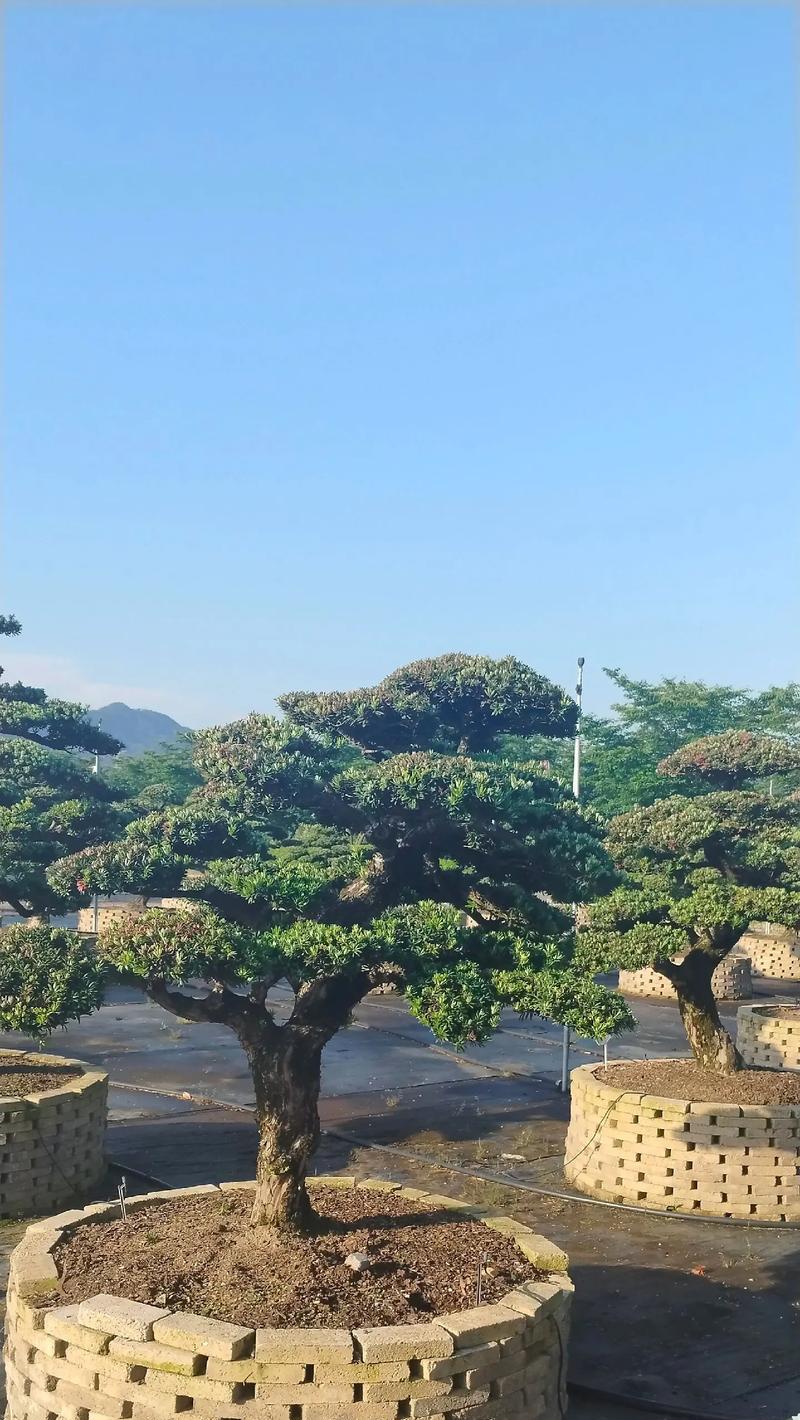 花语世界能玩什么？有哪些有趣的活动和体验？