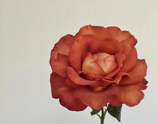 咖啡花的寓意和象征是什么？了解咖啡花背后的文化意义？