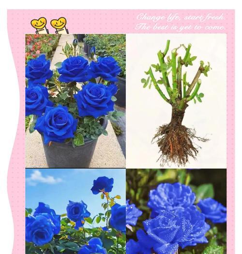 蓝色妖姬的花语是什么？11朵蓝色妖姬代表什么含义？