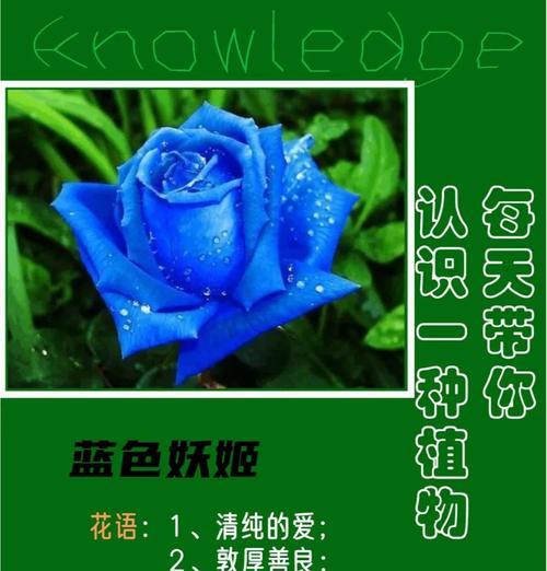 蓝色妖姬的花语是什么？11朵蓝色妖姬代表什么含义？