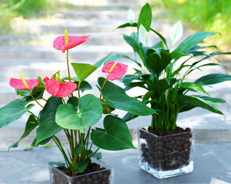 庙里摆放的花和花瓶寓意何在？它们各自代表了什么？
