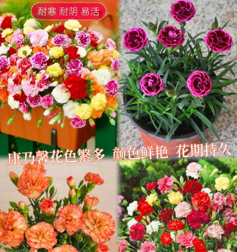 狗狗康乃馨花语是什么？送花给狗狗有什么特别含义吗？