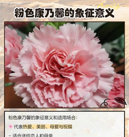 狗狗康乃馨花语是什么？送花给狗狗有什么特别含义吗？