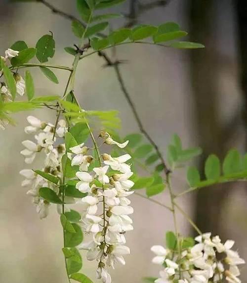 榆树象征着什么花？榆树的花语和象征意义是什么？