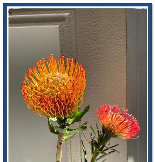 针垫花的花语是什么？如何正确理解针垫花的含义？