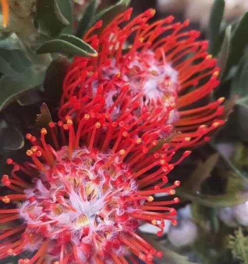 针垫花的花语是什么？如何正确理解针垫花的含义？