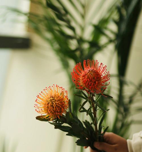 针垫花的花语是什么？如何正确理解针垫花的含义？