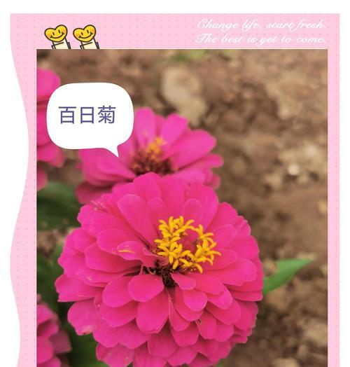菊花的花语有哪些含义？如何正确解读菊花的象征意义？