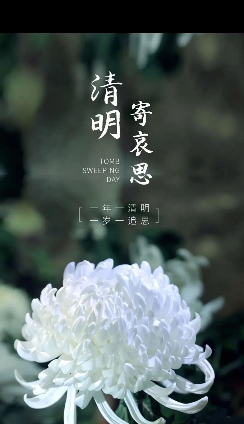 菊花的花语有哪些含义？如何正确解读菊花的象征意义？