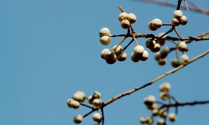 混沌果树的花语是什么？如何理解其深层含义？