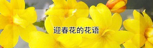 混沌果树的花语是什么？如何理解其深层含义？