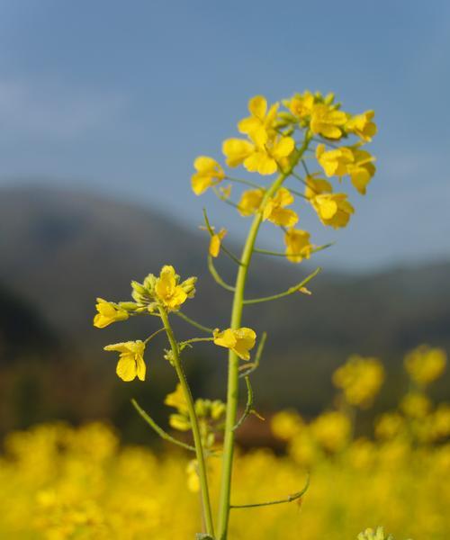 欣赏美景时花语代表什么？如何理解各种花的含义？