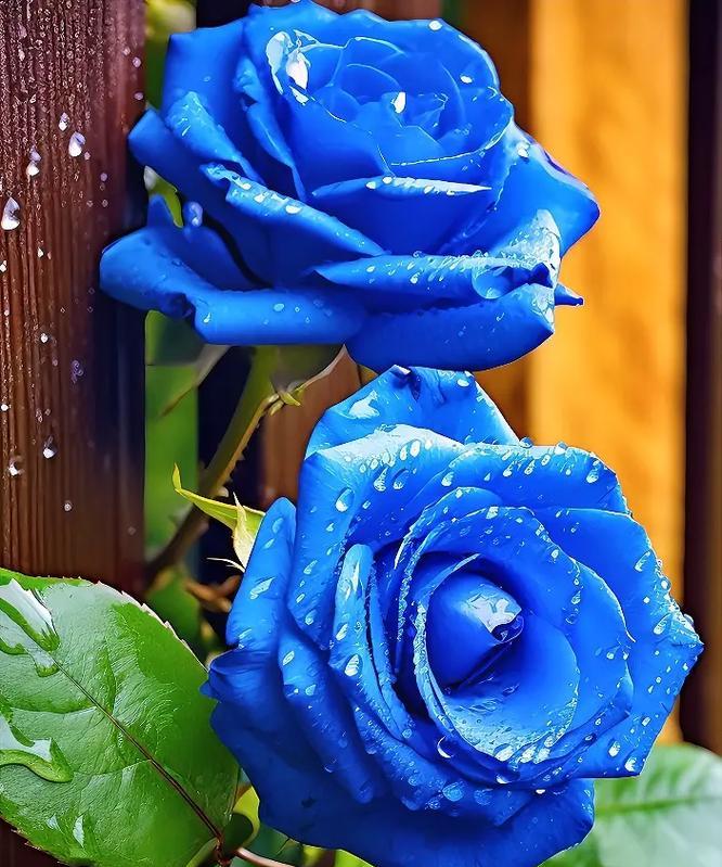 蓝玫瑰花语代表什么含义？为什么被称为神秘之花？