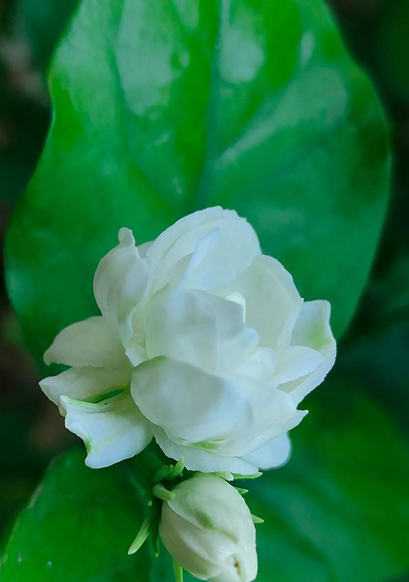 茉莉花语代表什么？茉莉的花语含义有哪些？
