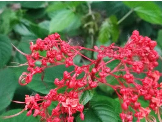 六叶草象征恶魔的花是什么？这种花的含义是什么？