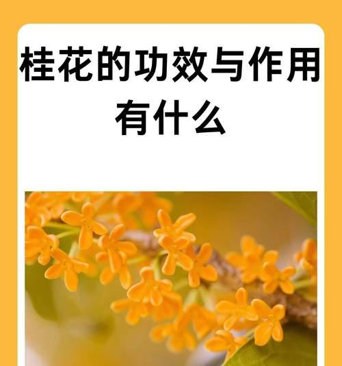 桂花花语是什么？如何用桂花表达爱意？
