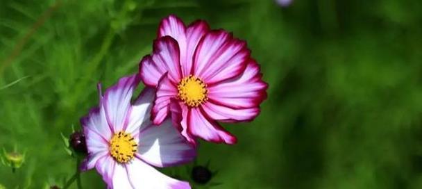什么花象征坚定？坚定的花有哪些特点？