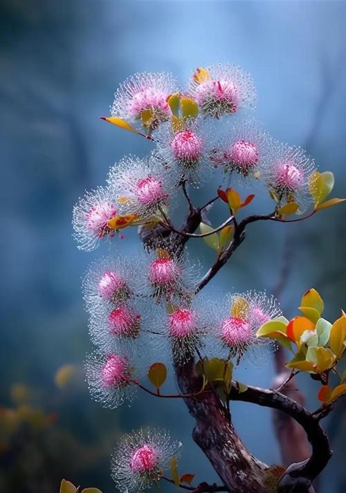 象征美好和幸福的花朵是什么花？如何挑选寓意吉祥的花卉？