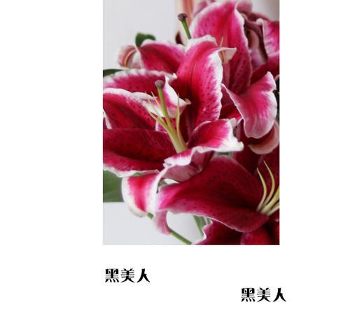 黑美人百合花语是什么？了解其独特含义和象征意义？