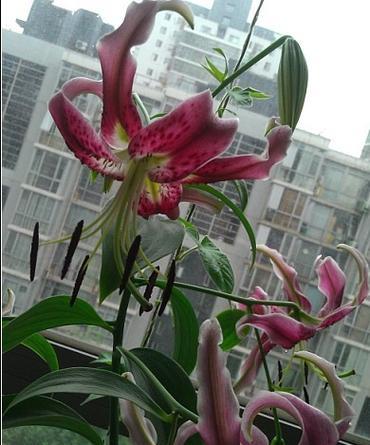 黑美人百合花语是什么？了解其独特含义和象征意义？