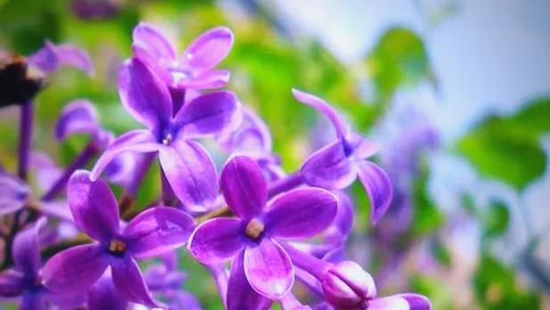 象征提神的花有哪些？提神花卉的种类和功效是什么？