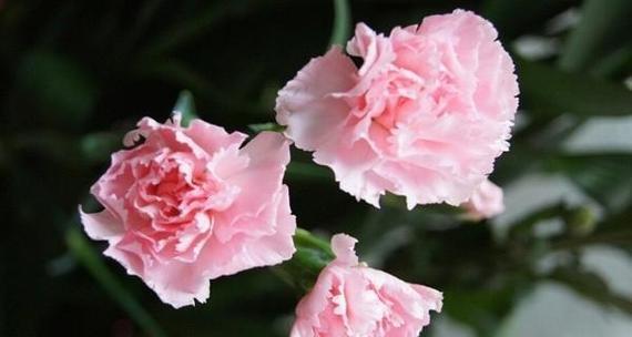 古树的花语是什么？古树开花代表了哪些含义？