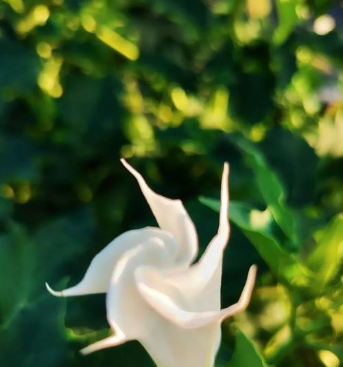 洁白象征纯洁的花是什么花？如何挑选象征纯洁的花卉？
