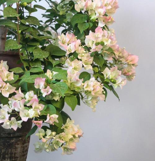 茉莉鸳鸯的花语是什么？如何正确解读其含义？
