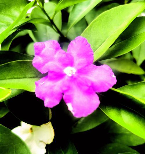 茉莉鸳鸯的花语是什么？如何正确解读其含义？
