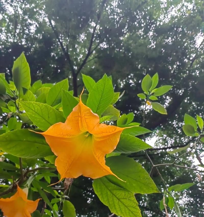 代表暗杀的花语是什么？这种花语背后隐藏着什么含义？