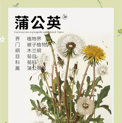 英国蒲公英花语是什么？了解其象征意义及文化背景？