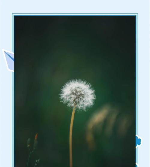 英国蒲公英花语是什么？了解其象征意义及文化背景？