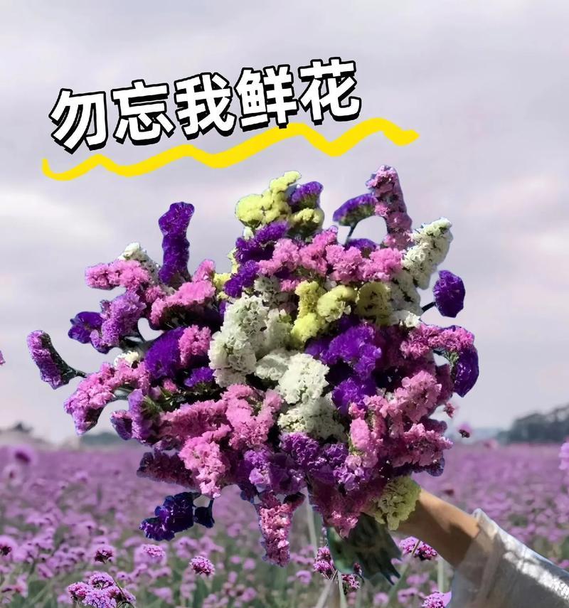 花语勿忘我代表什么含义？如何养护勿忘我花？