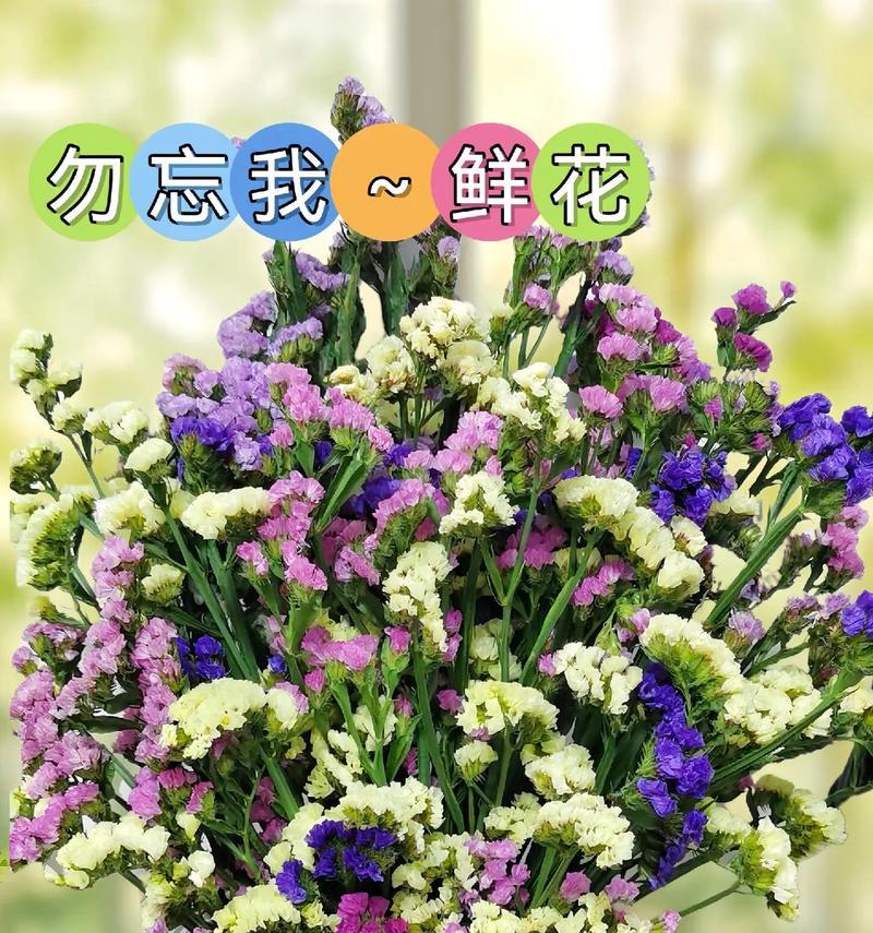 花语勿忘我代表什么含义？如何养护勿忘我花？
