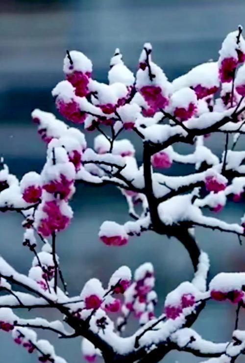雪中梅花树花语是什么？梅花象征着什么含义？