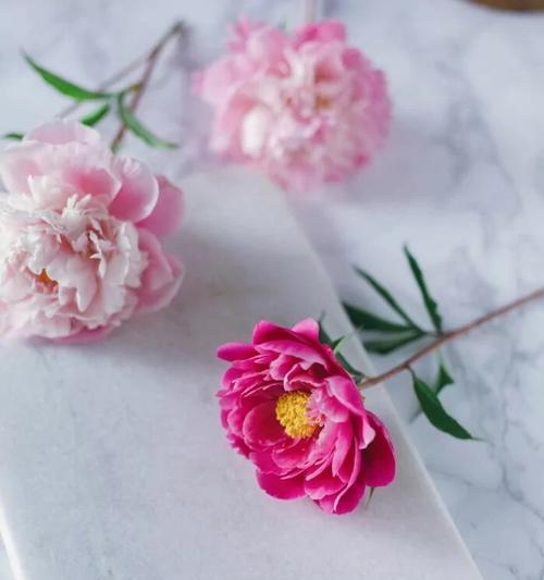 紫薰花语是什么？如何解读紫薰花的象征意义？