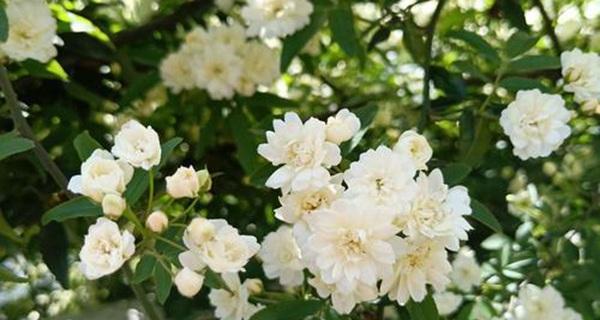 紫薰花语是什么？如何解读紫薰花的象征意义？