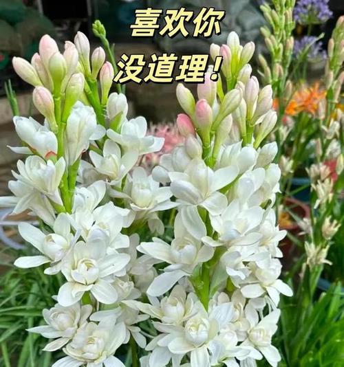 象征叛逆的花语是什么花？揭秘那些代表反叛精神的花卉