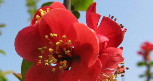 象征叛逆的花语是什么花？揭秘那些代表反叛精神的花卉