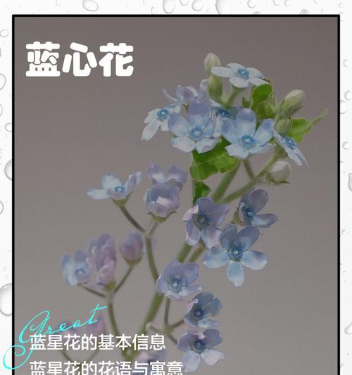 蓝星花和郁金香分别代表什么？它们的花语有哪些含义？