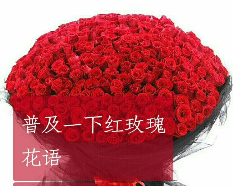 红玫瑰代表什么？红玫瑰的花语有哪些含义？