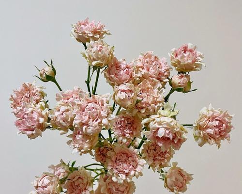 意大利海葵花语是什么？了解海葵的象征意义和用途？