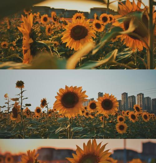 像日落的花语是什么？这种花代表了什么含义？
