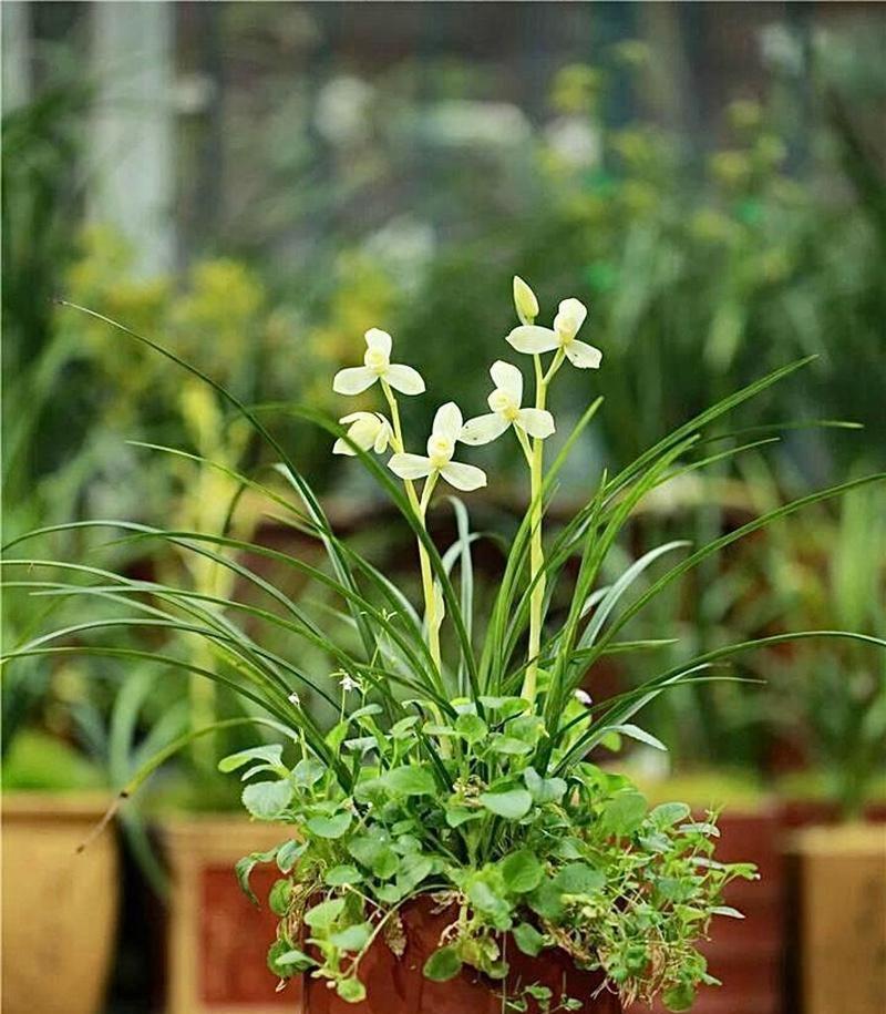 象征永存的花是什么花？哪种花象征着永恒不变？