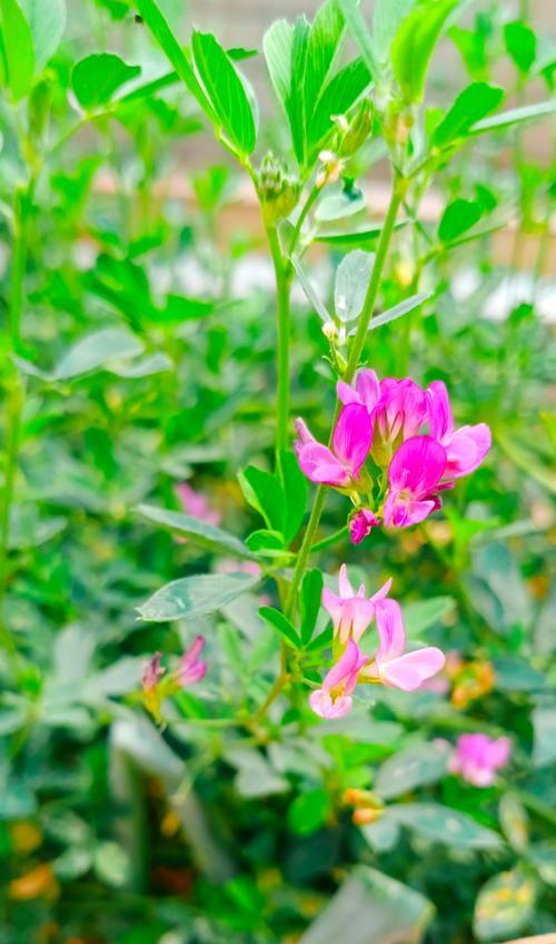 象征永存的花是什么花？哪种花象征着永恒不变？
