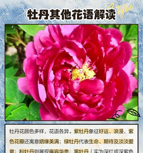 花的象征意义是什么？各种花卉代表了哪些含义？