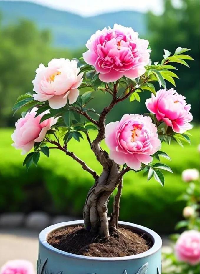 粉牡丹花的寓意和象征是什么？如何正确解读粉牡丹的花语？