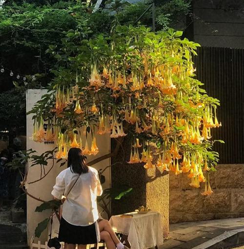 花的奇葩寓意是什么？如何解读花的特殊含义？